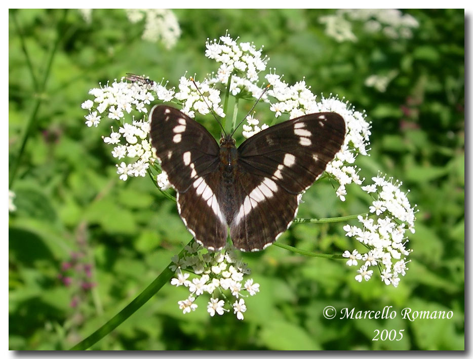 Limenitis camilla (Nymphalidae) dal Friuli